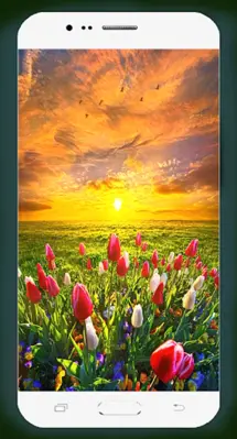 Spring Wallpaper HD android App screenshot 6